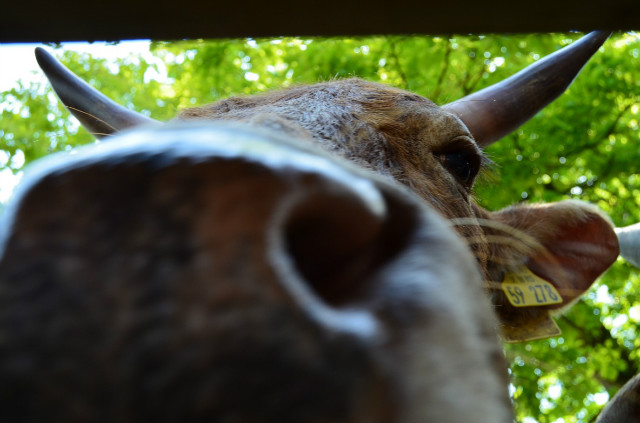 mmuuuu!!!!!!!!!!