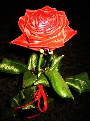 Red Rose 