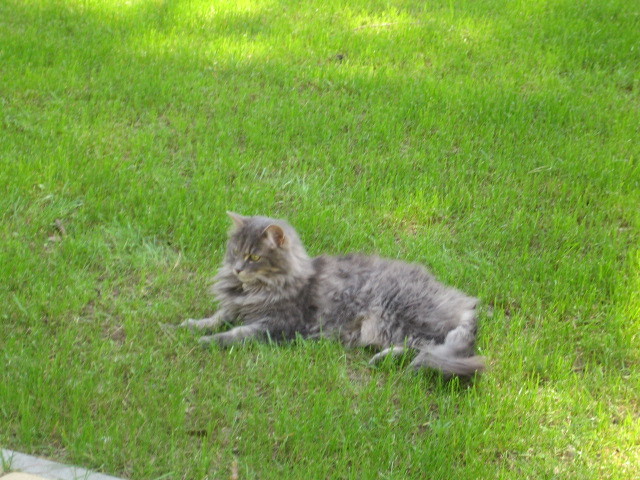 julka /main-coon