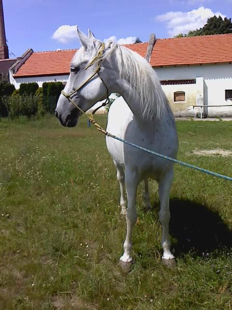 Wpis borninthesaddle