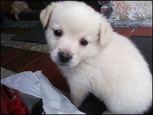 niegusek ; * .