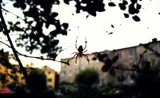 Spider of nobody