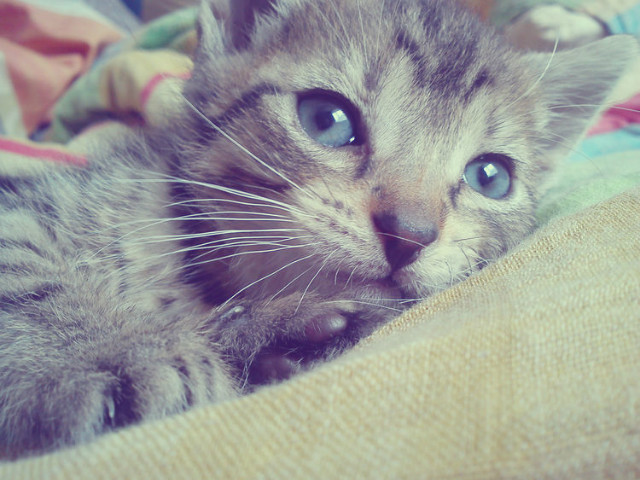 Kotek ;3.