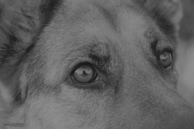 Wpis shepherddogs