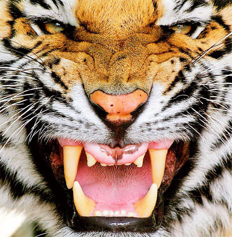 Gang Tiger