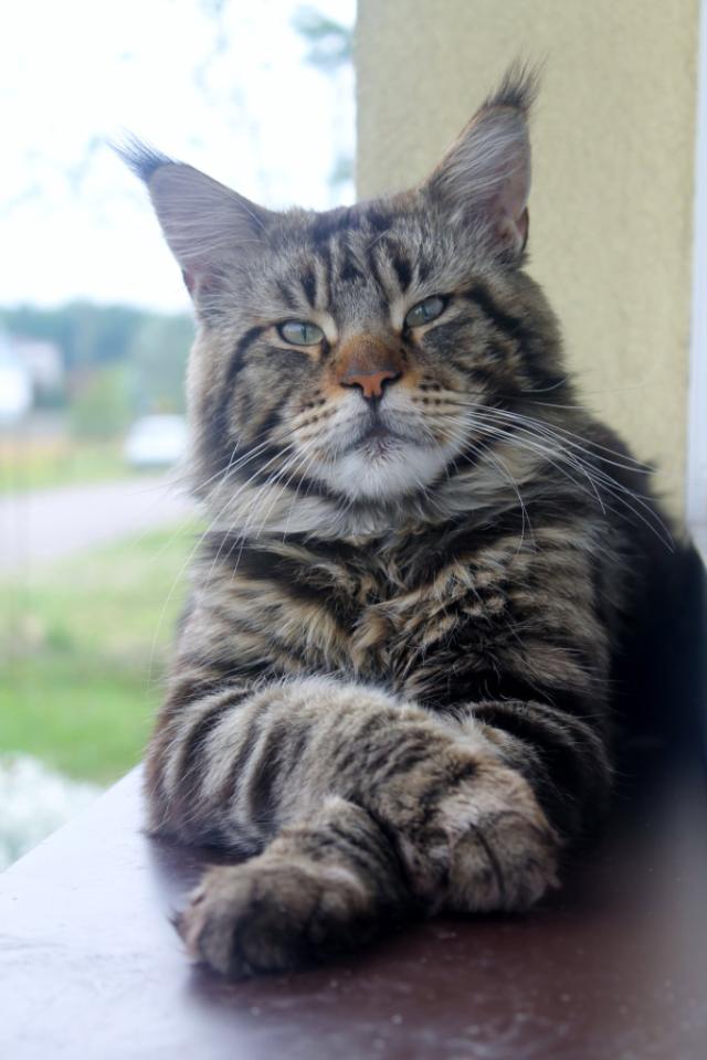 Jak dystyngowanie:)