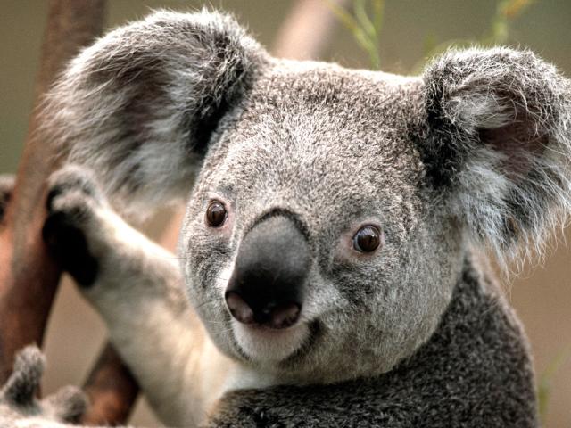 hehehe