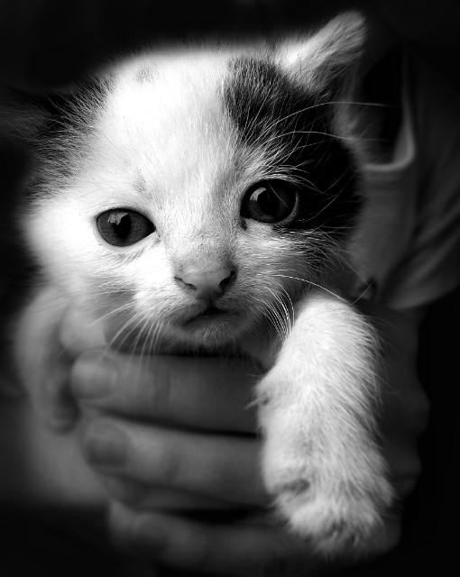 Kotek ;)