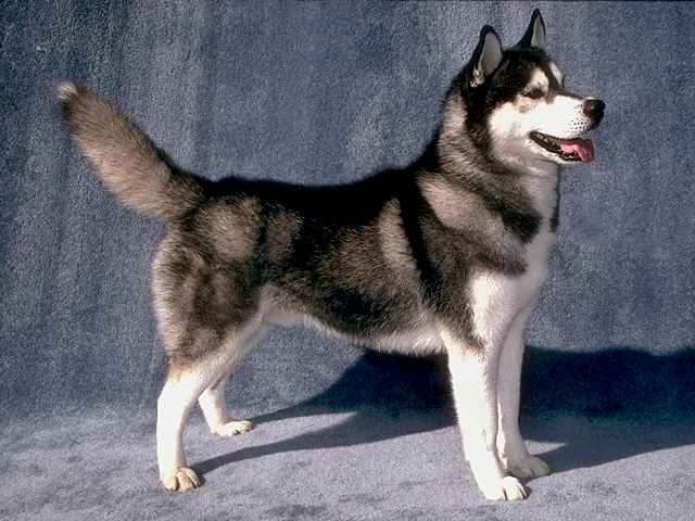 Husky  &#9829;