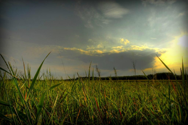 HDR trawa 2