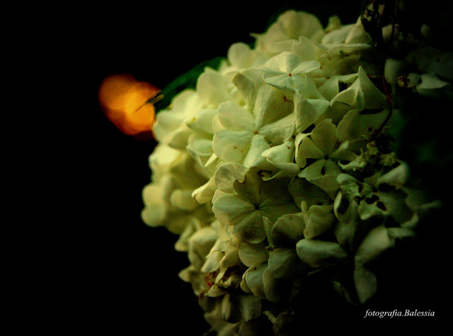 TWILIGHT