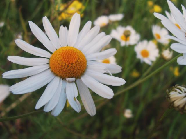 Wpis miastomilosci