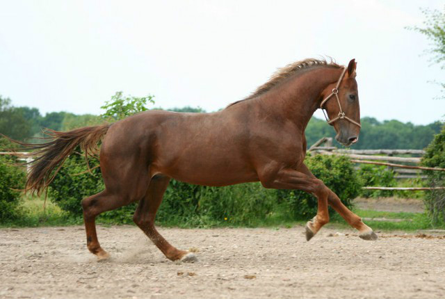 konik