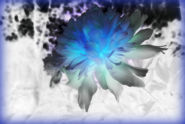 Peonia V1 "Blue"