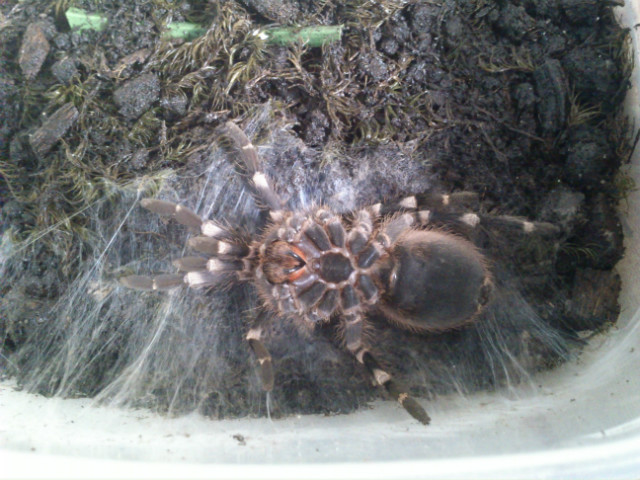 Acanthoscurria geniculata