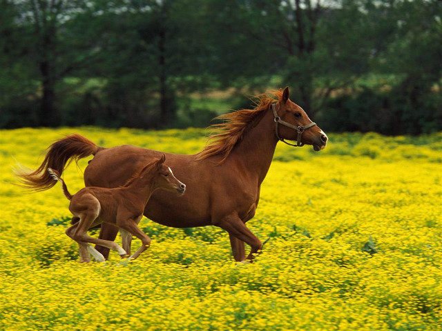 konik!!
