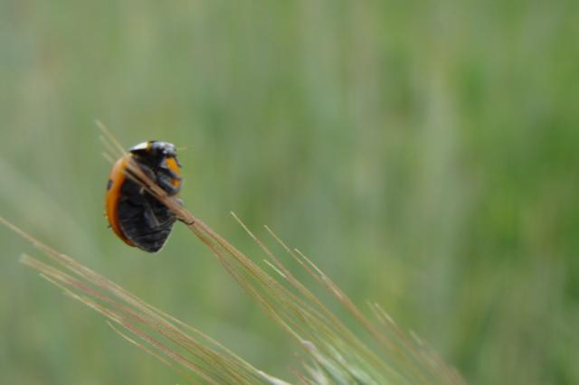 biedronka