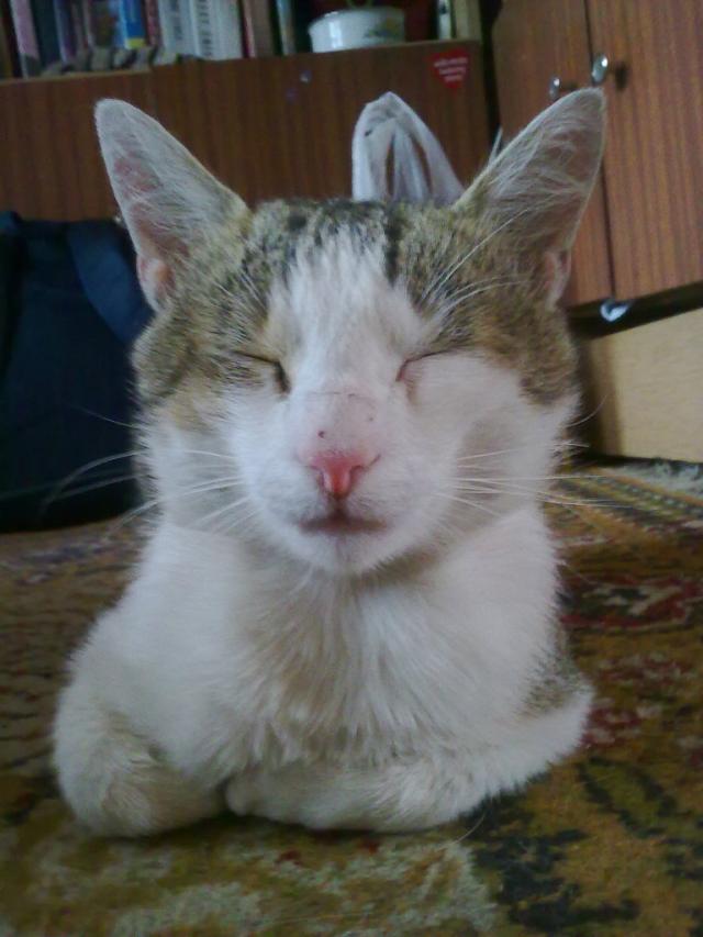 Sfinks xD