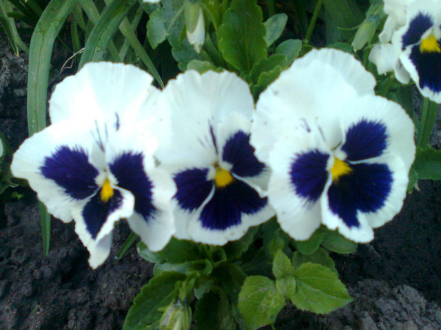 Wpis kathy0911