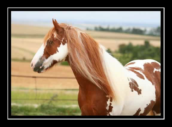 konik :)