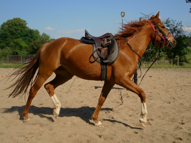 Wpis lusiak666