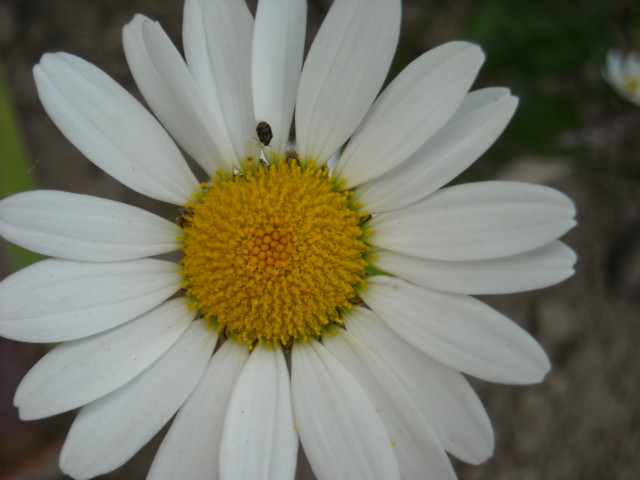 Leucanthemum vulgare