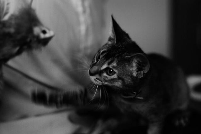 playin'