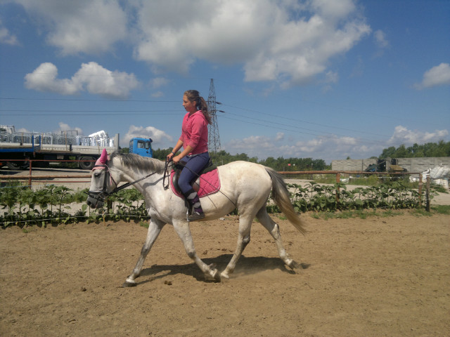 Wpis bayfilly