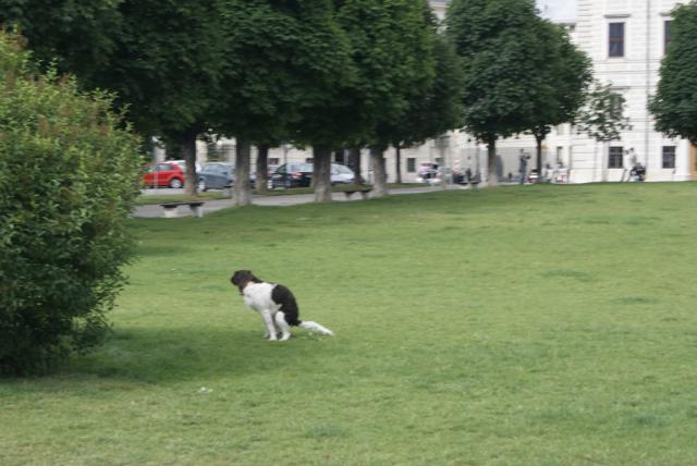 Wpis solitari