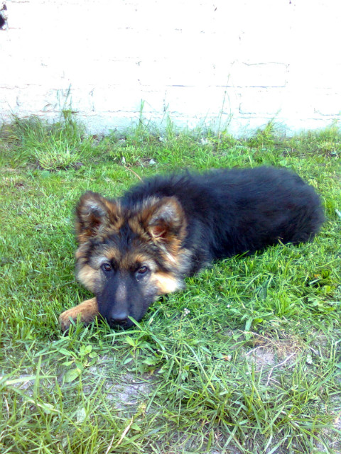Lusi ;**