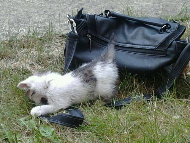 Kitty