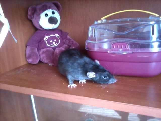 Marcin