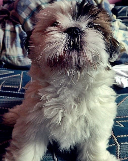 Ferunia :D