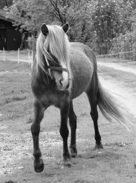 Wpis horseracing