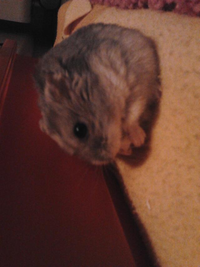 Zoleta ;*