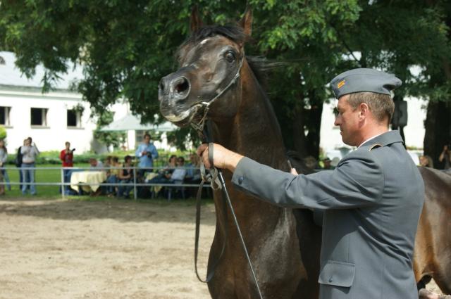 Janw Podlaski 11