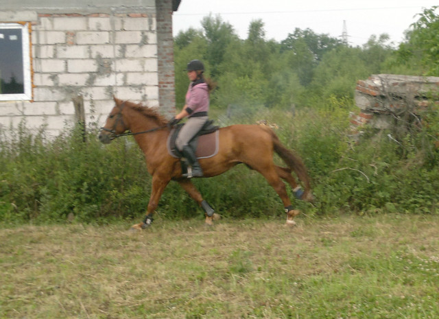 Wpis bayfilly