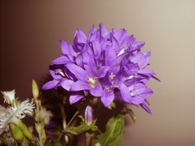 Wpis microscopique