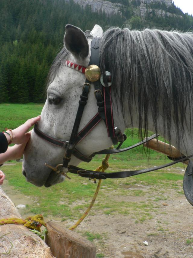 Horse!!