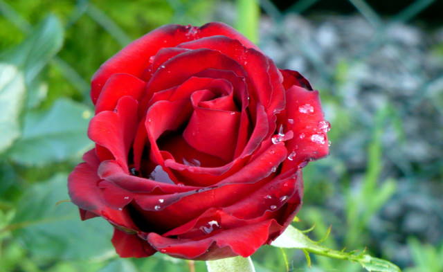 ROSE . 