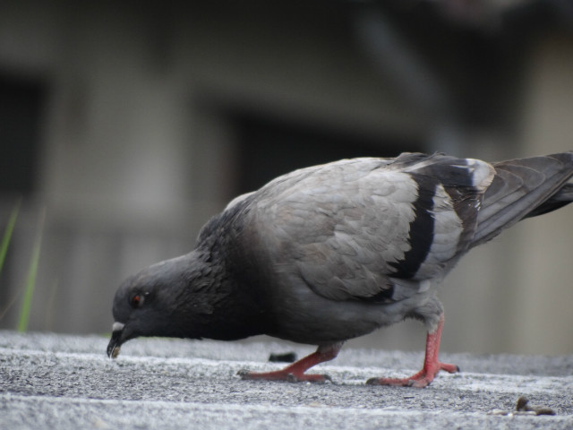 dove.