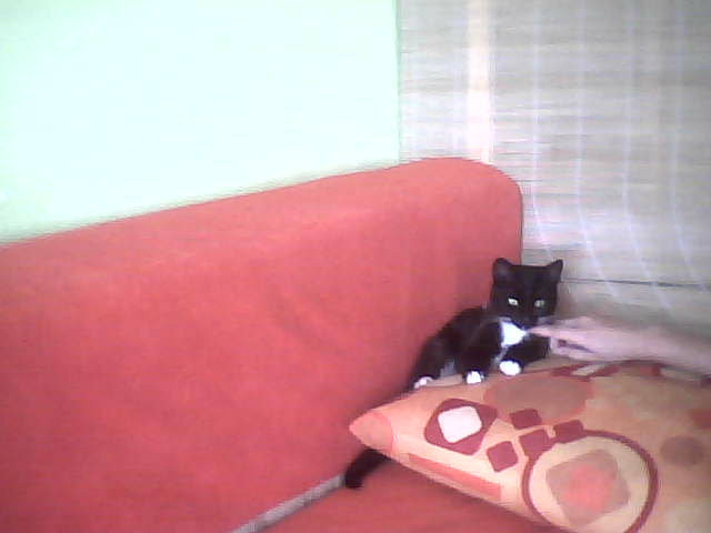Kicia