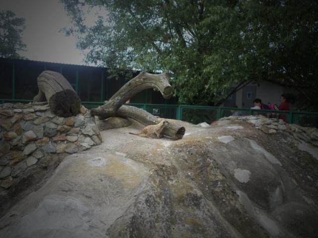 surykatka 
