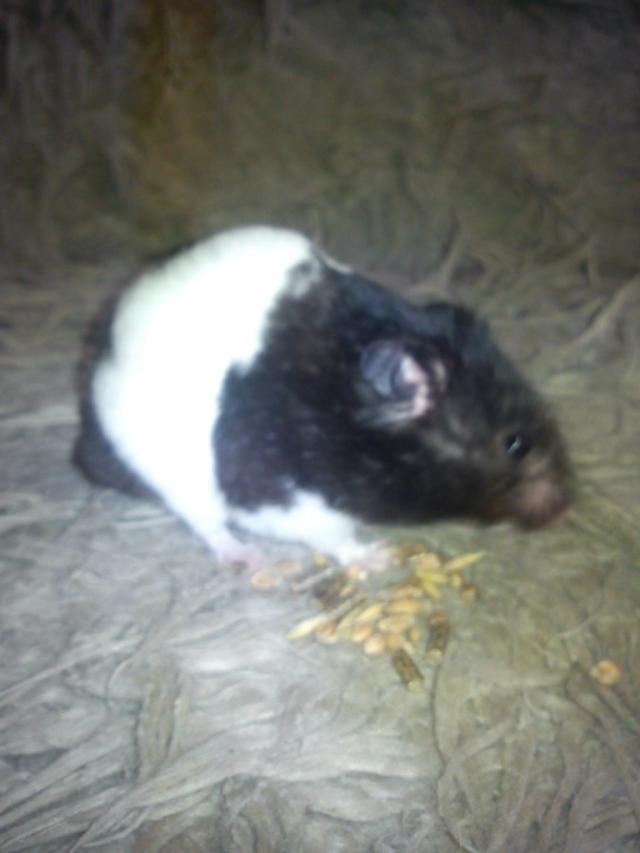 Steeward ;D :)