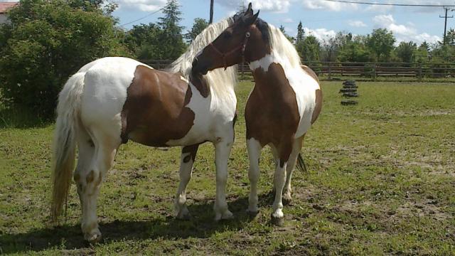 Biay i Muek 