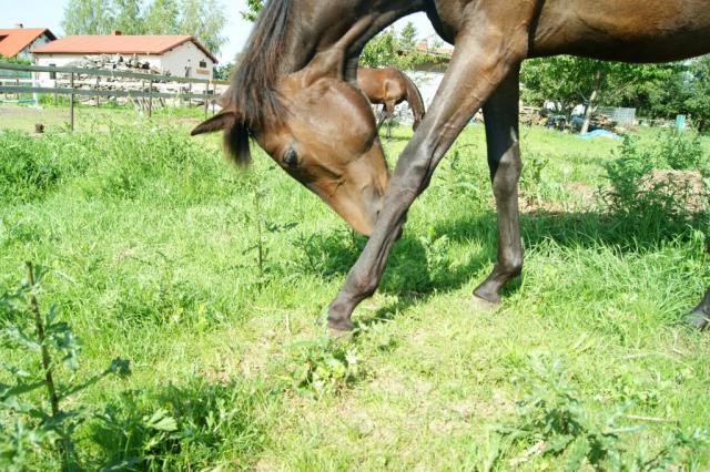 Pasja;)))