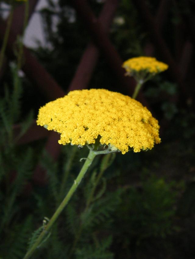 Yellow...