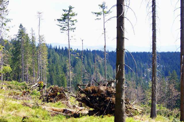 yciowe decyzje