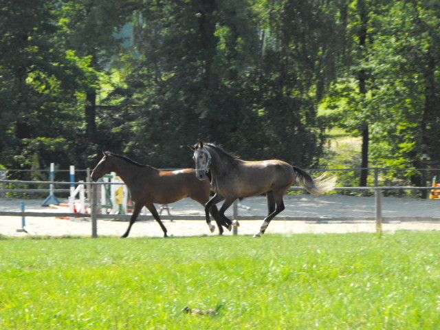 szalestwo