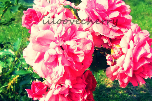 Dzie Dobry u.u